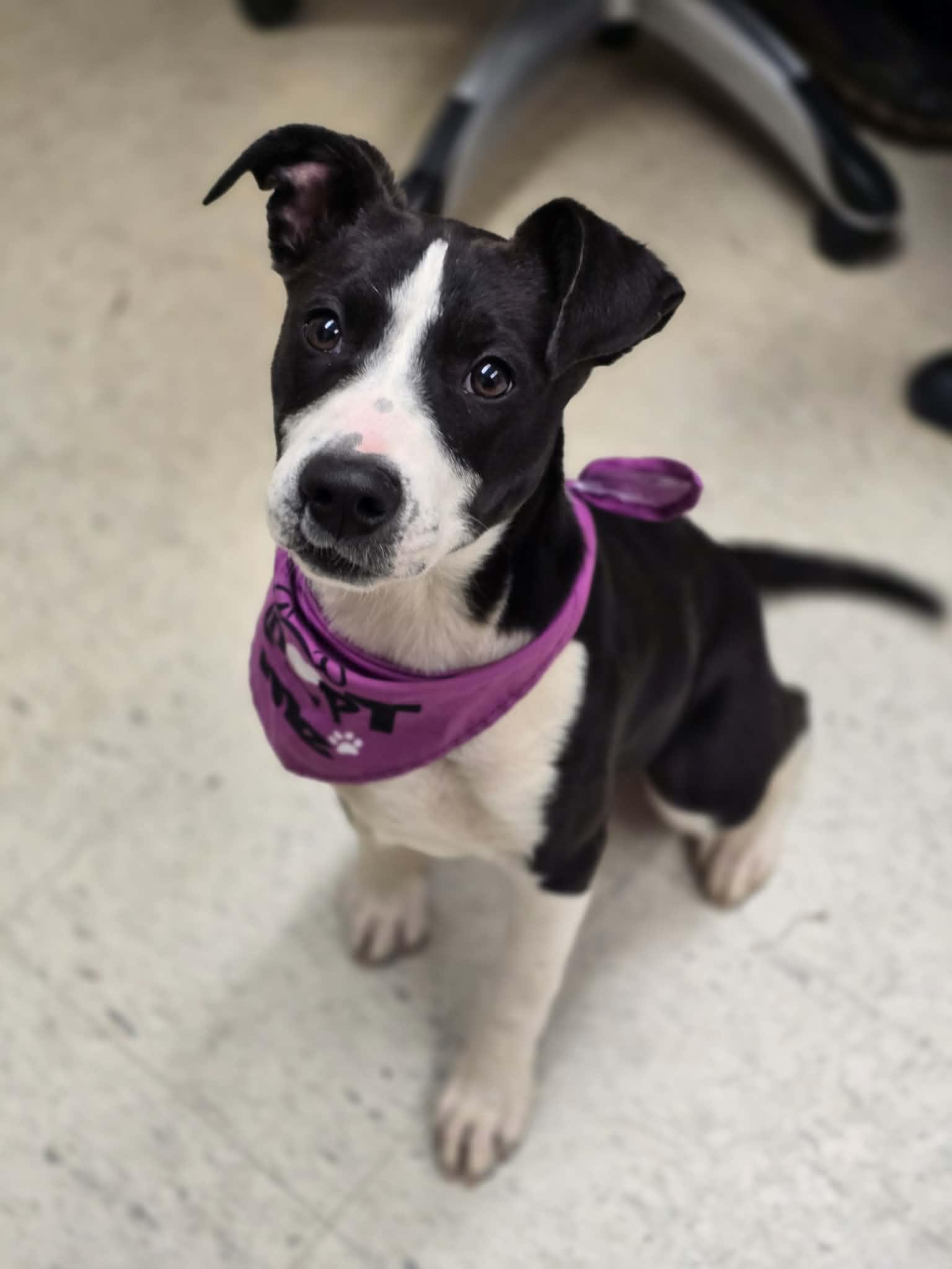 Enlarge Fizzy, an adopted mixed breed in Grants Pass, OR image 1/2