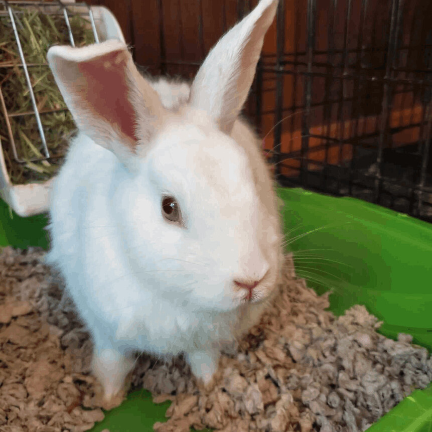Diamond, adoptable, Adult Female Bunny Rabbit.