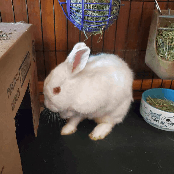 Enlarge Diamond, an adoptable Bunny Rabbit in Jasonville, IN image 2/2