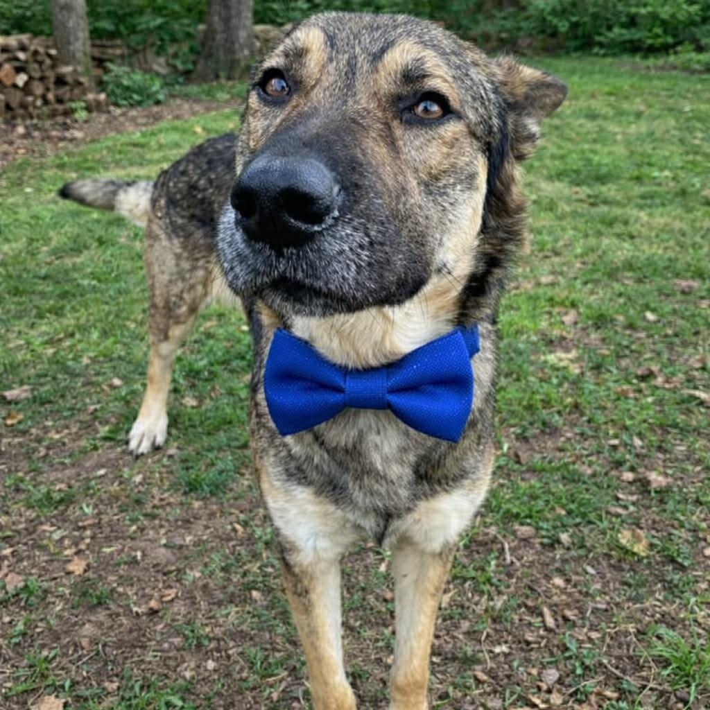 YOGI GS — thumbnail 2