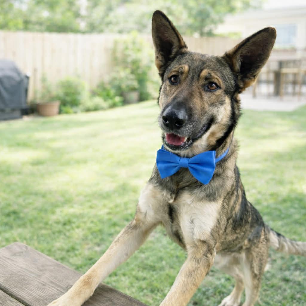 YOGI GS — thumbnail 3