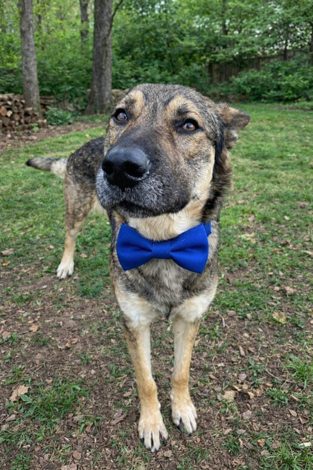 YOGI GS — thumbnail 4