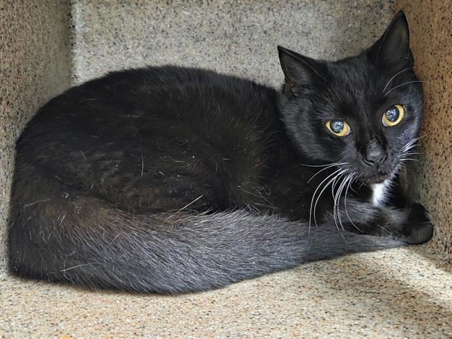 HEIDI, Adoptable, Young Female Domestic Short Hair.