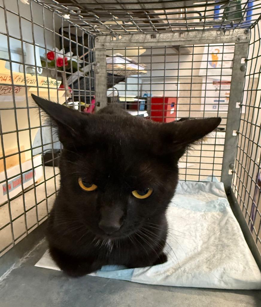 Clyde, Adoptable, Young Male Domestic Short Hair.
