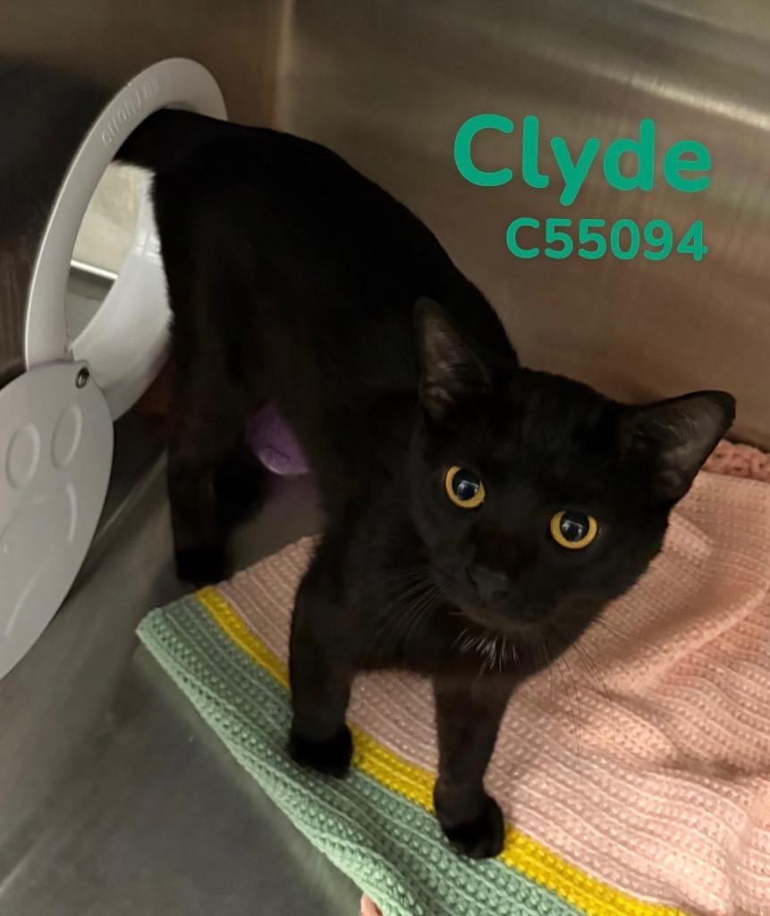 Clyde, a Adoptable mixed breed in Clarksville, TN image 2/2