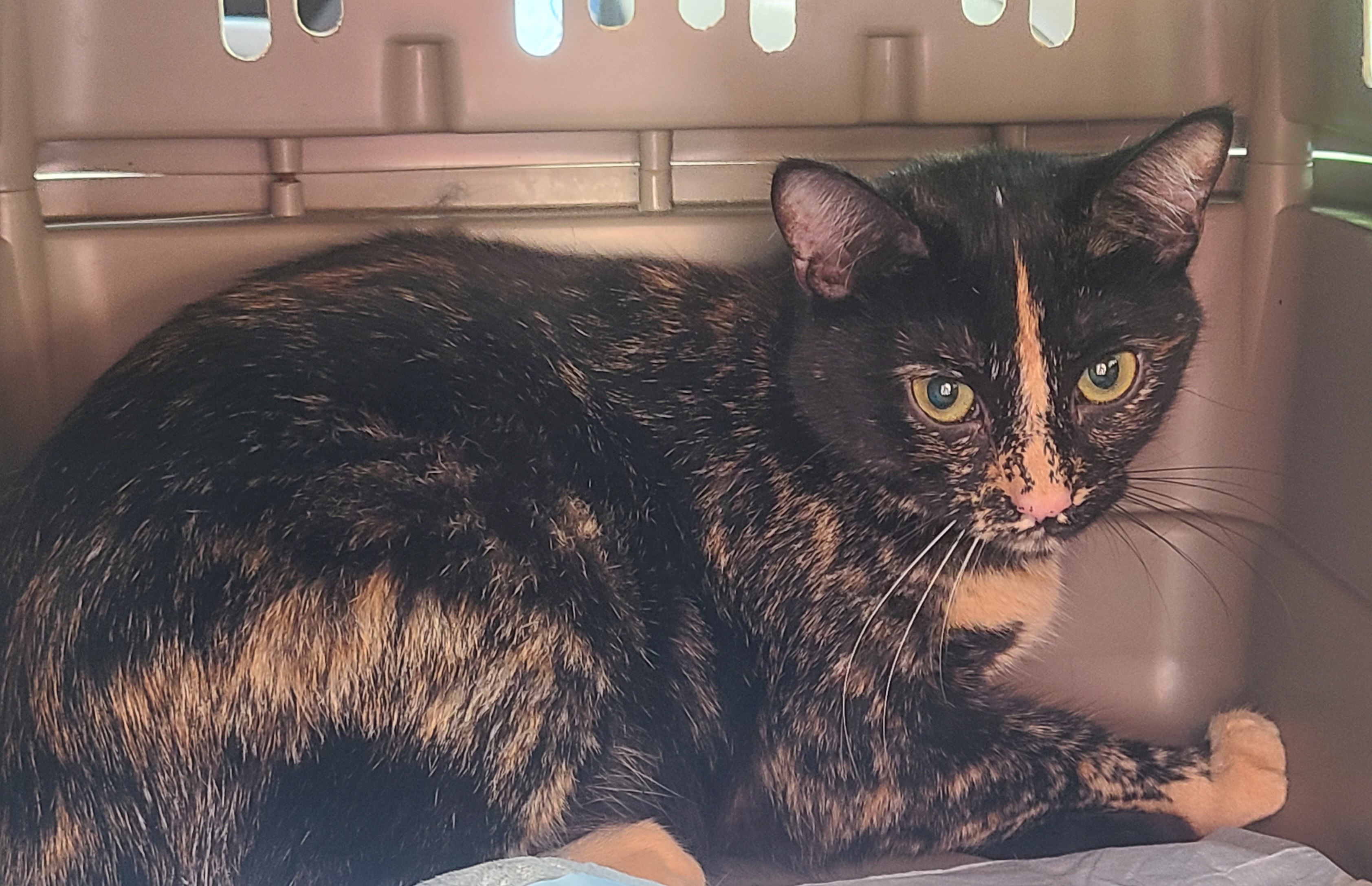 Sprinkles, Young Female Domestic Short Hair
