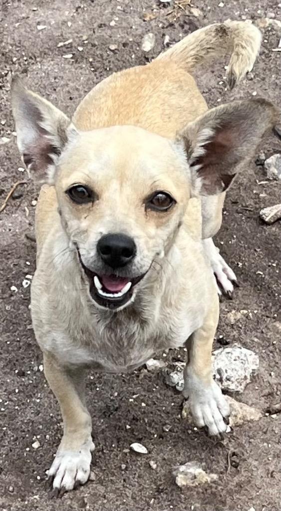 Enlarge Tara, a Adopted Chihuahua in Wauchula, FL image 1/1