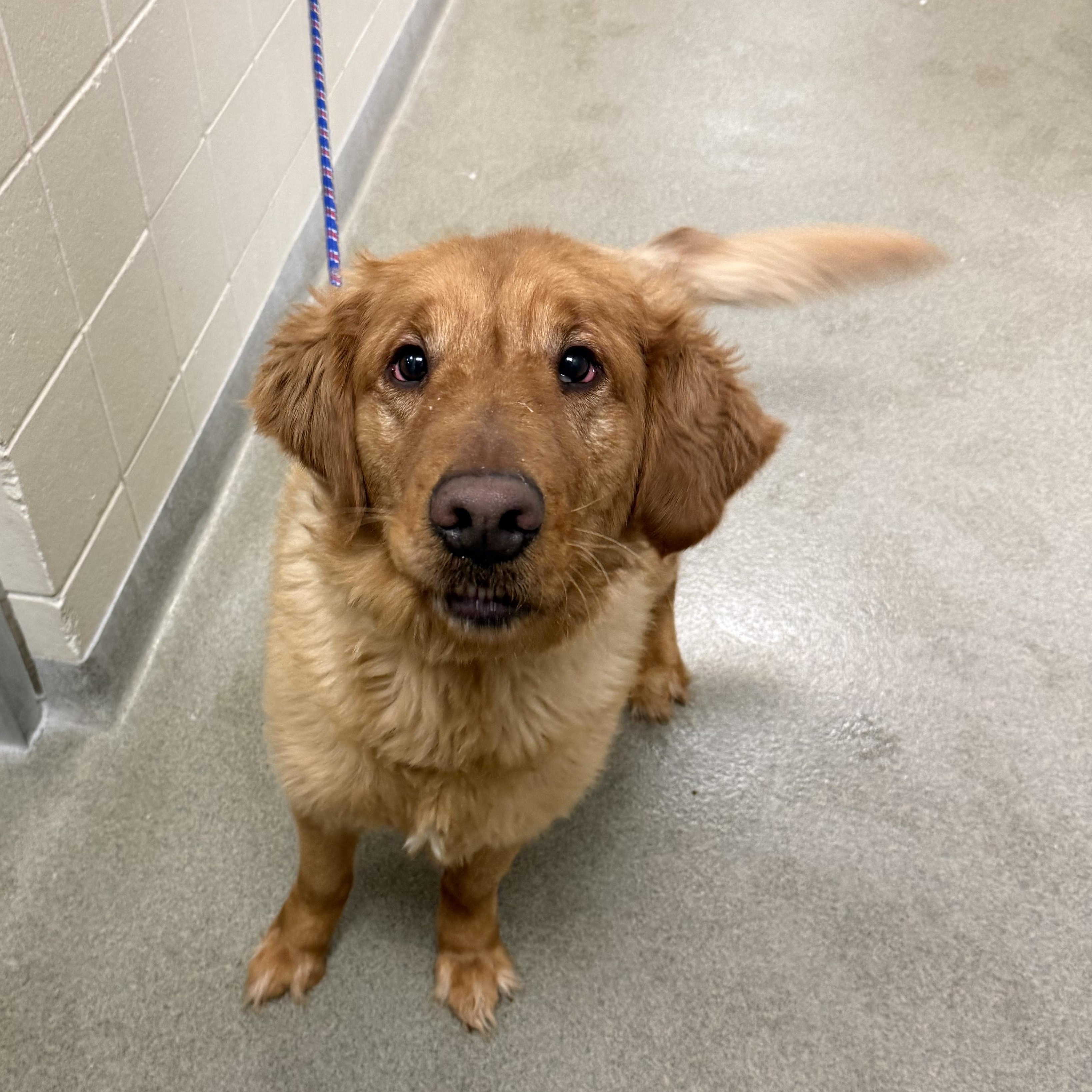 Waffles, adopted, Adult Male Golden Retriever.