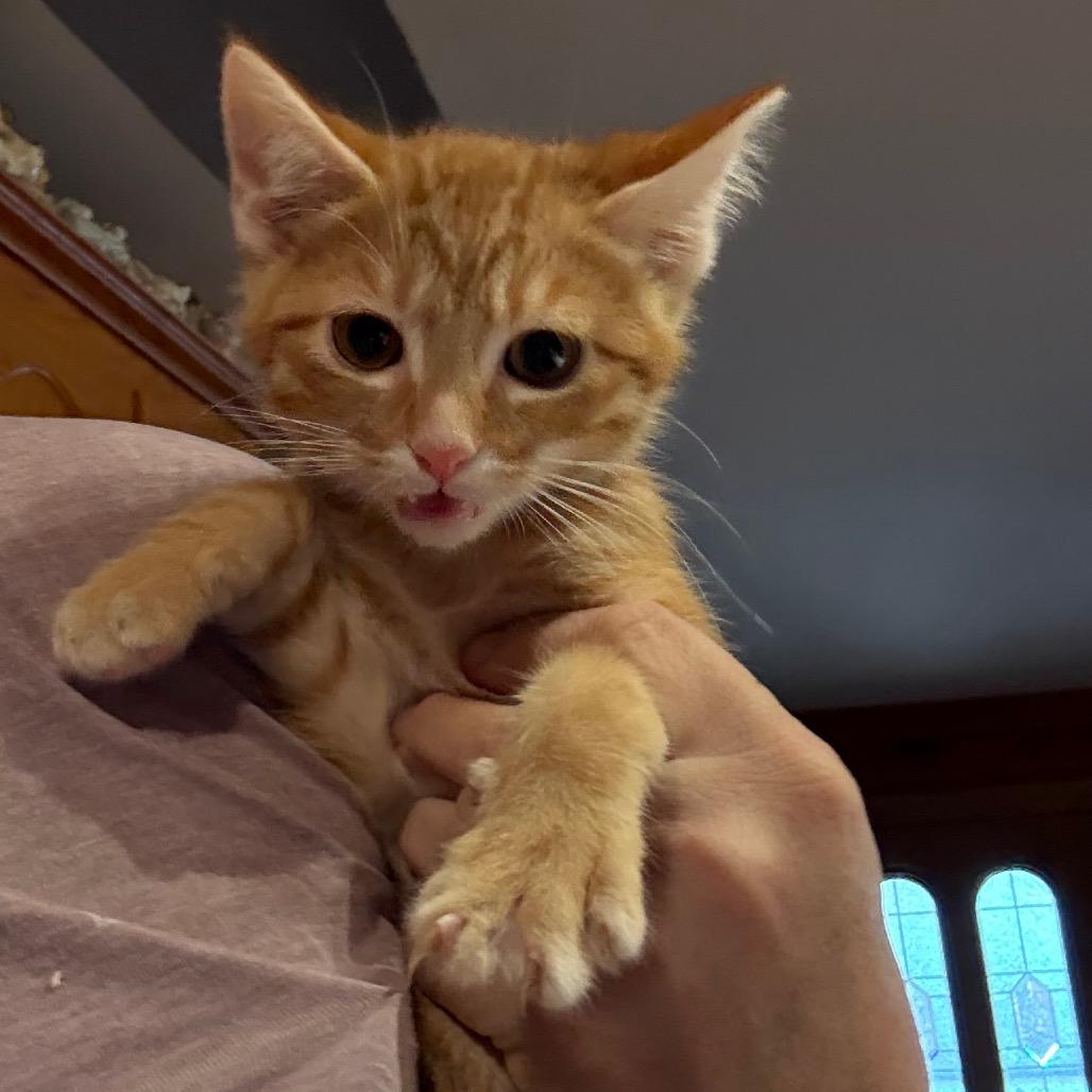 Enlarge II Dragon, a Adoptable Domestic Short Hair in Granby, MO image 1/1