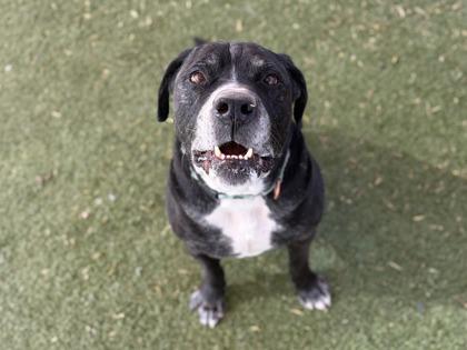 Chewy, Adoptable, Adult Male Mastiff & Mixed Breed.