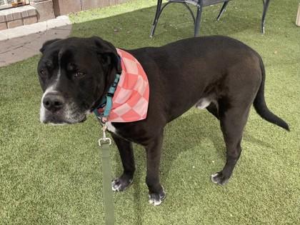 Chewy, Adoptable, Adult Male Mastiff & Mixed Breed.