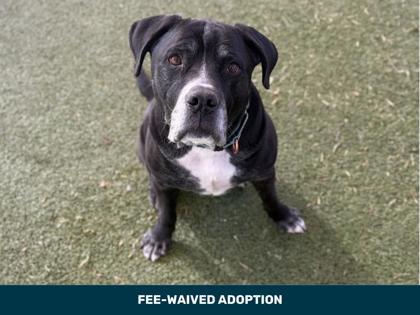 Enlarge Chewy, a Adoptable mixed breed in Phoenix, AZ image 2/3