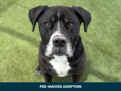 Enlarge Chewy, a Adoptable mixed breed in Phoenix, AZ image 2/3