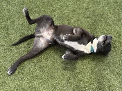 Enlarge Chewy, a Adoptable mixed breed in Phoenix, AZ image 3/3