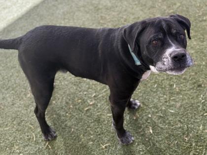 Enlarge Chewy, a Adoptable mixed breed in Phoenix, AZ image 3/3