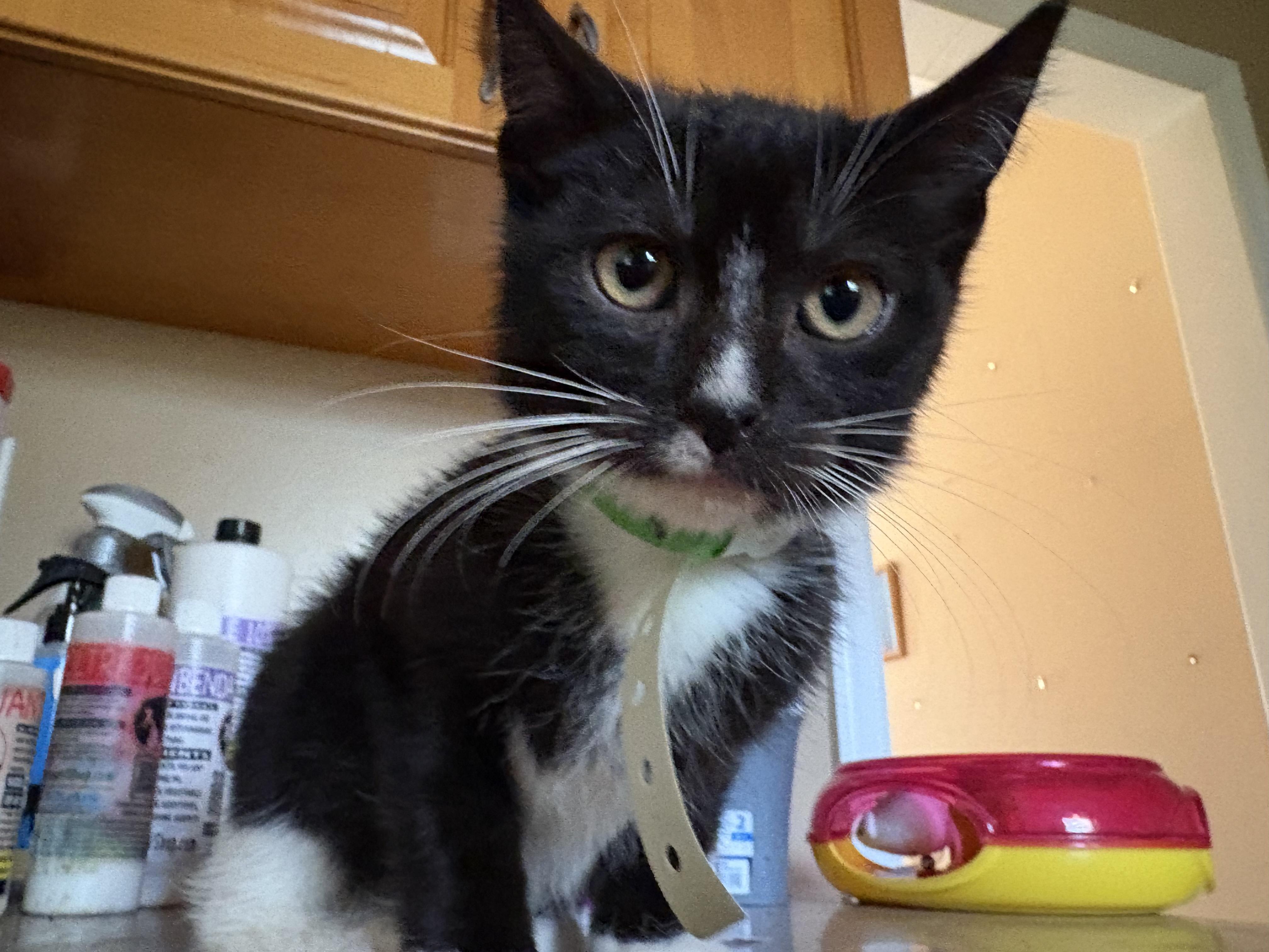 Dobbyn, a Adoptable Domestic Medium Hair in Cincinnati, OH image 1/2