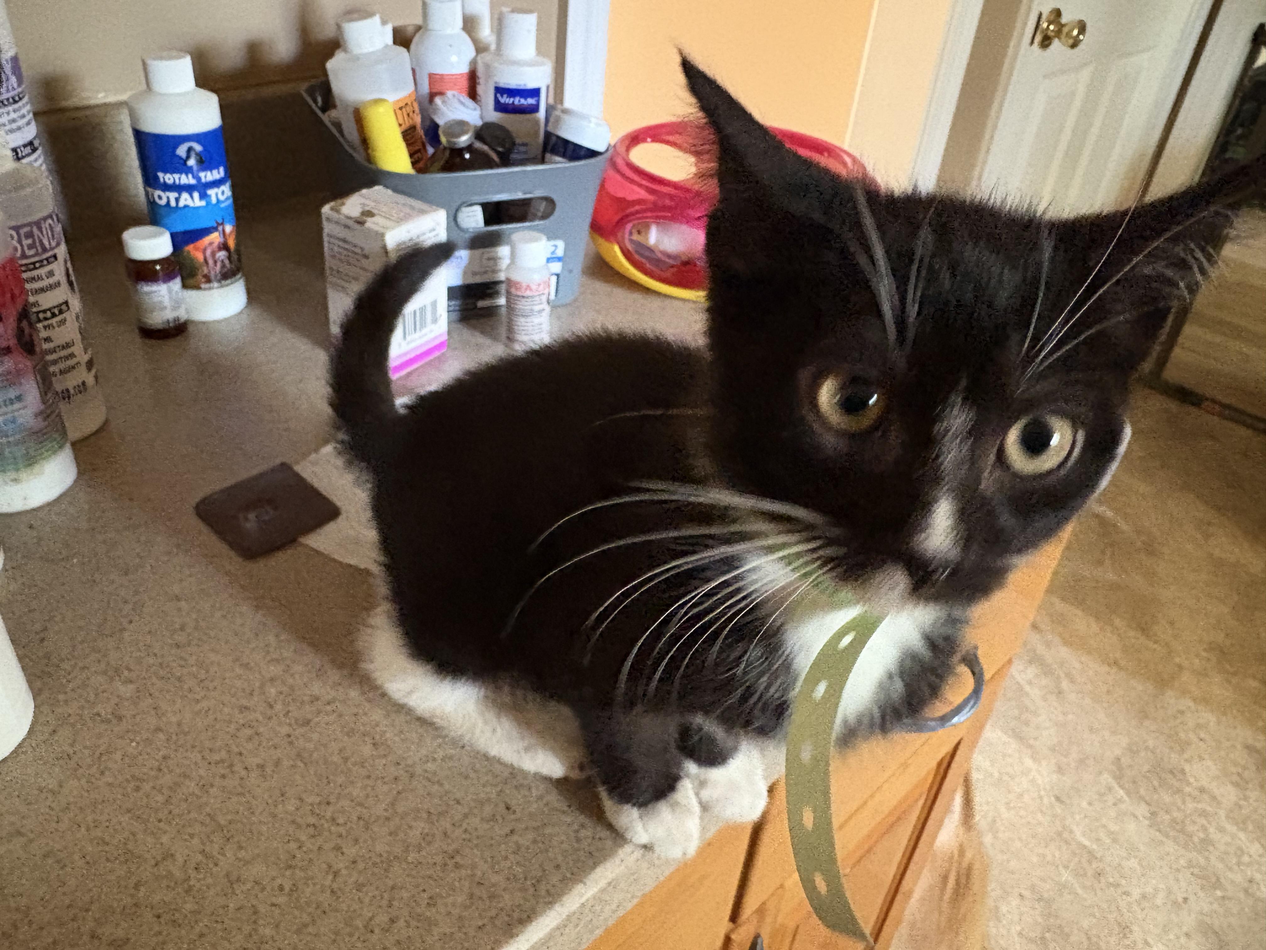 Dobbyn, a Adoptable Domestic Medium Hair in Cincinnati, OH image 2/2