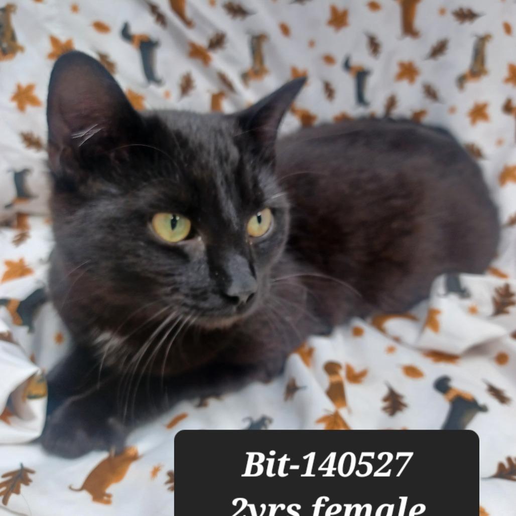 Bit, Adoptable, Adult Female Domestic Short Hair.