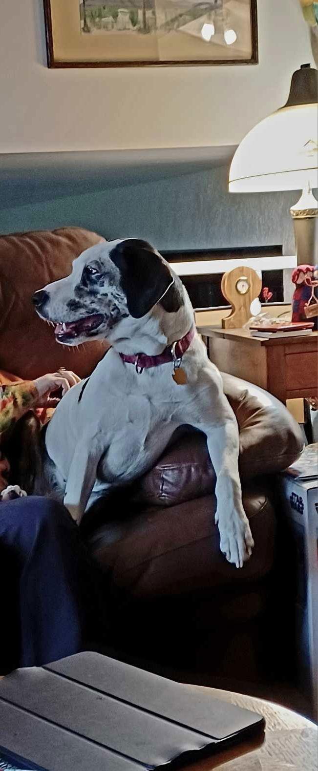 Nana, Adopted, Young Female Catahoula Leopard Dog.