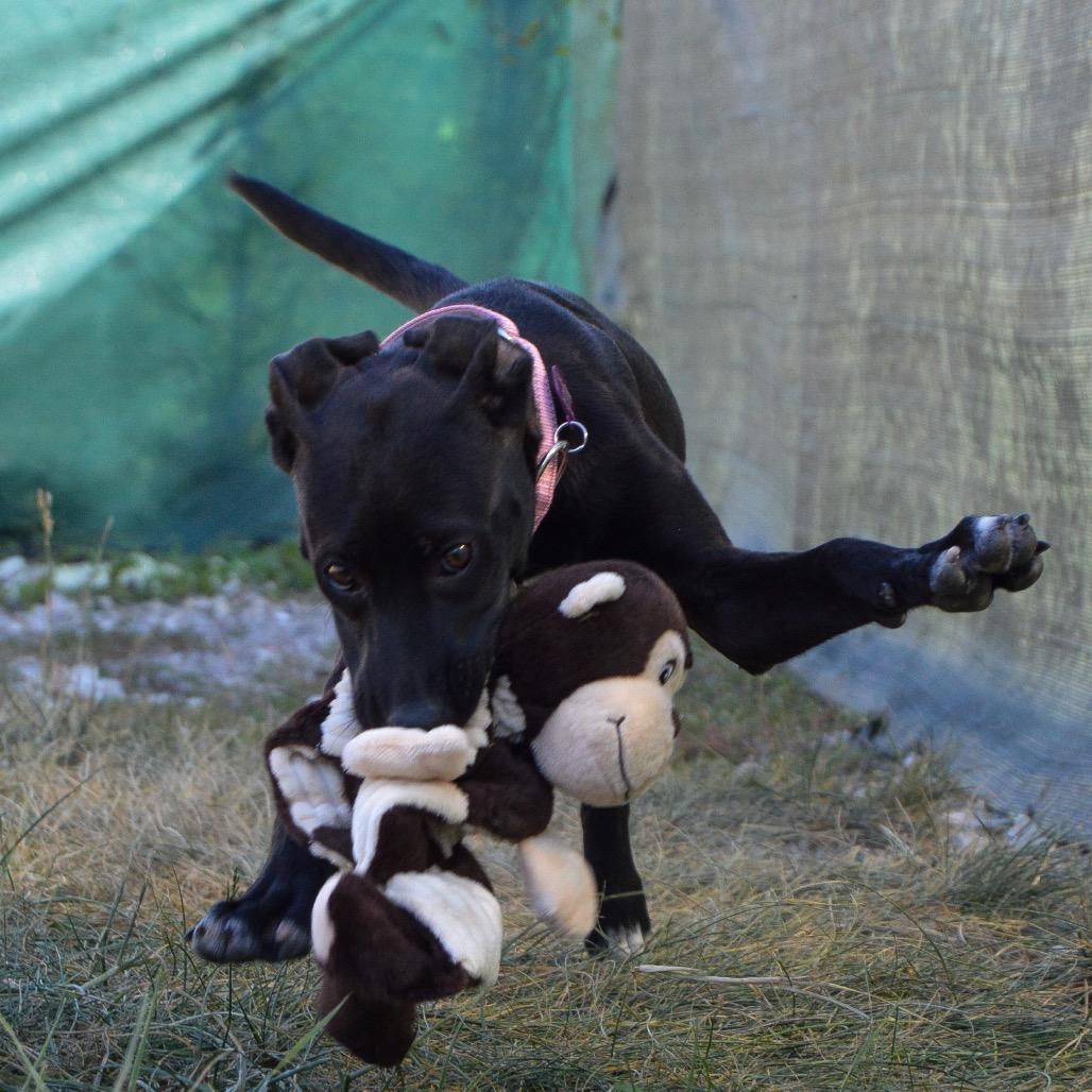 Enlarge Rose, a Adoptable Black Labrador Retriever in St. Peters, MO image 1/4
