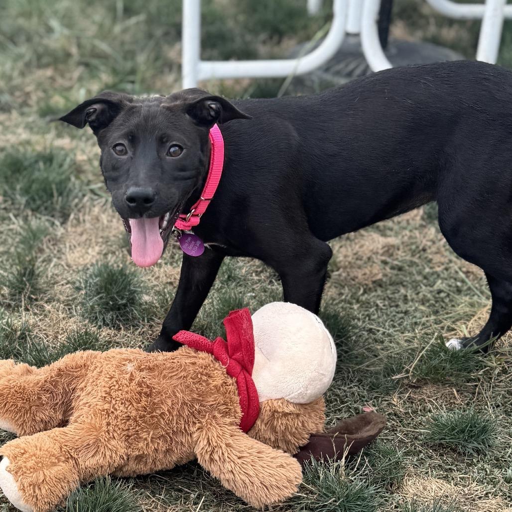 Enlarge Rose, a Adoptable Black Labrador Retriever in St. Peters, MO image 2/4