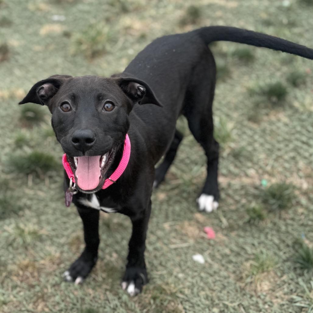 Enlarge Rose, a Adoptable Black Labrador Retriever in St. Peters, MO image 3/4