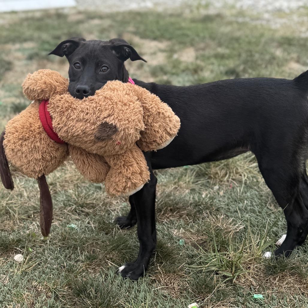 Enlarge Rose, a Adoptable Black Labrador Retriever in St. Peters, MO image 4/4