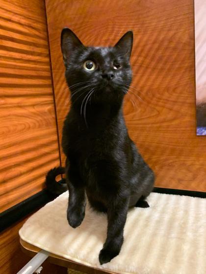 Likho (aka Monster Mommy), Adoptable, Young Female Domestic Short Hair & Domestic Short Hair.