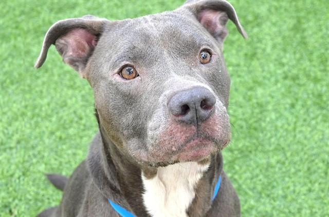 AZUL, Adoptable, Adult Male American Bulldog & Mixed Breed.
