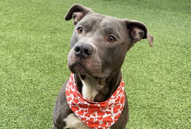 Enlarge AZUL, a Adoptable mixed breed in Fort Lauderdale, FL image 1/1