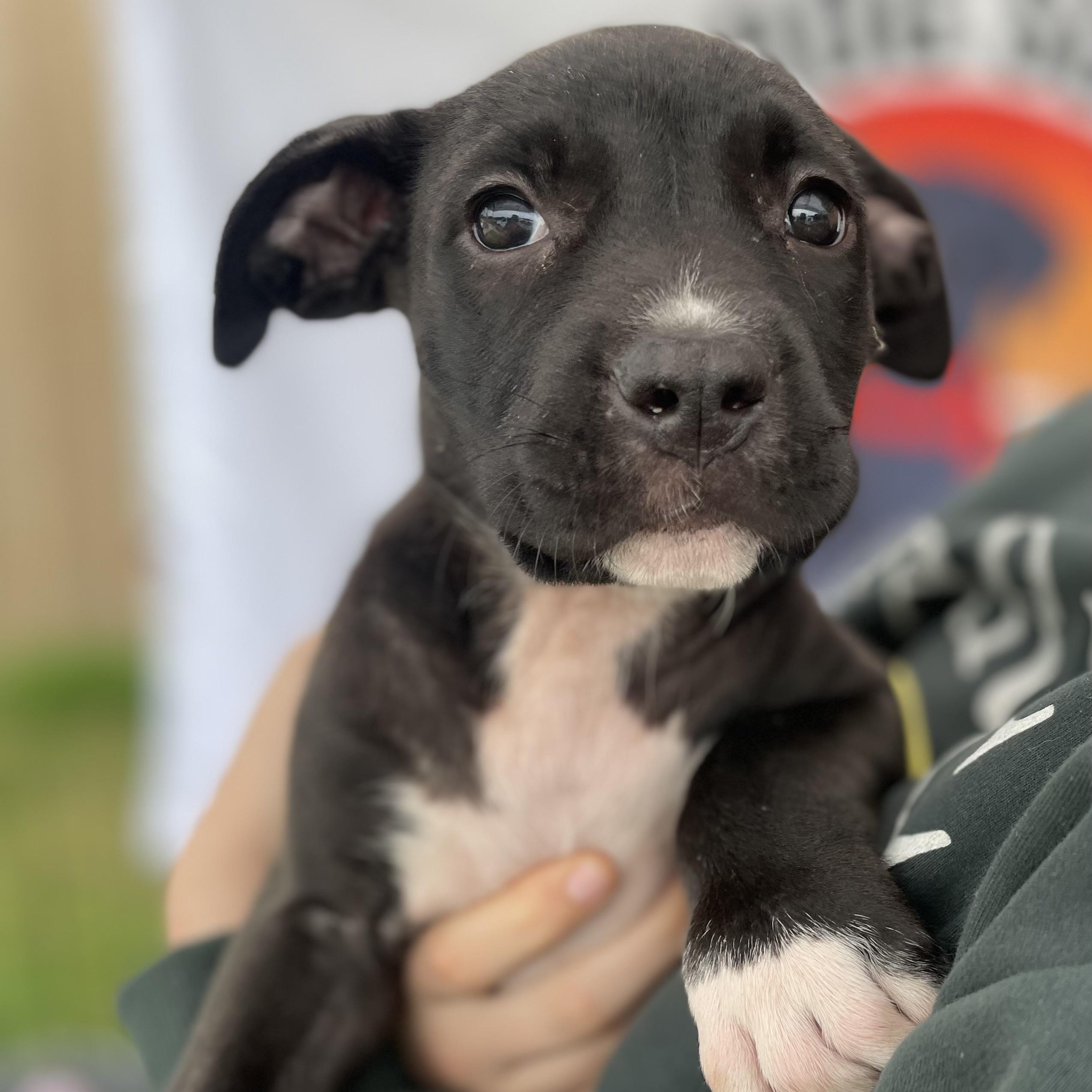 Enlarge Alana , an adopted Mixed Breed in Southaven , MS image 5/6