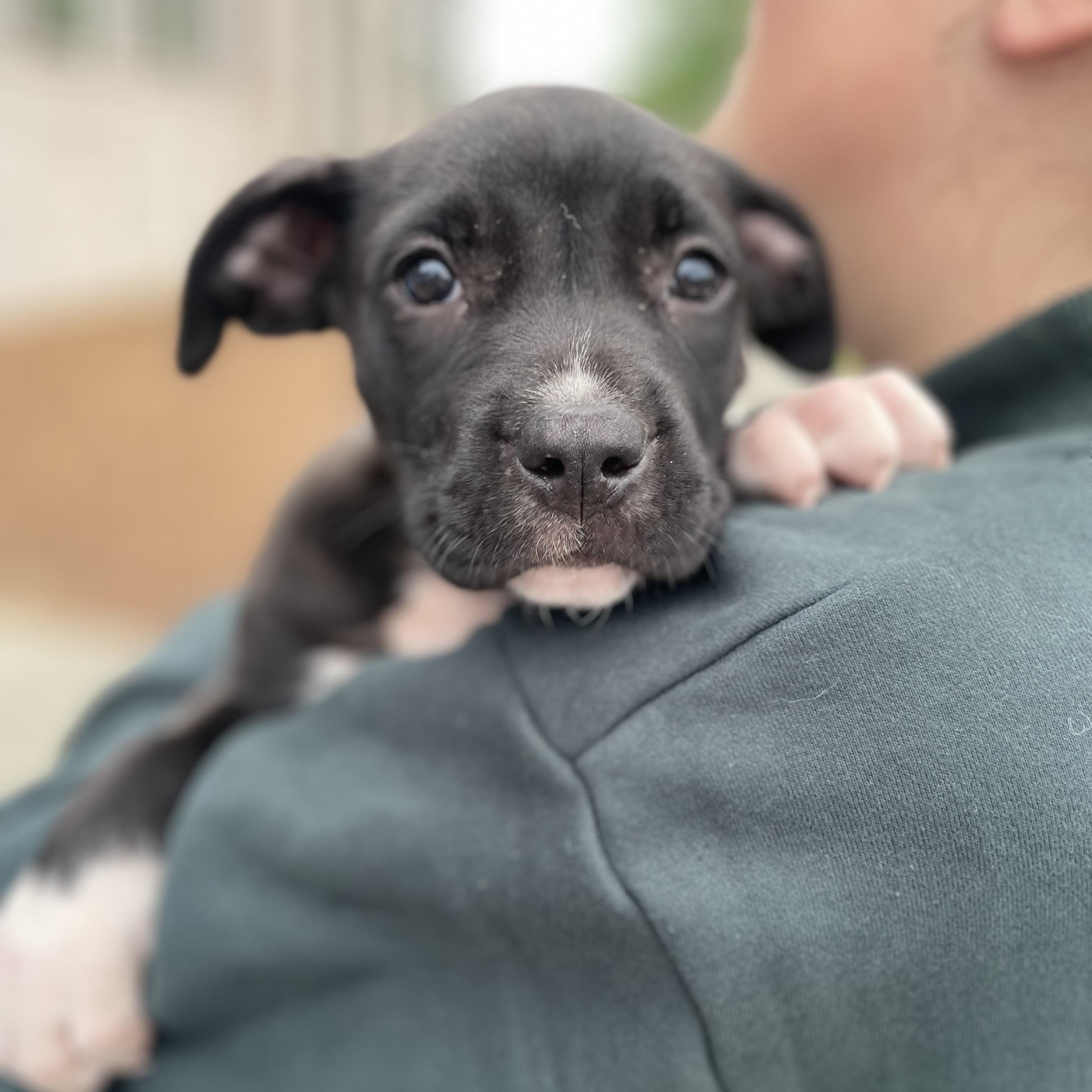 Alana , adopted, Puppy Female Mixed Breed.