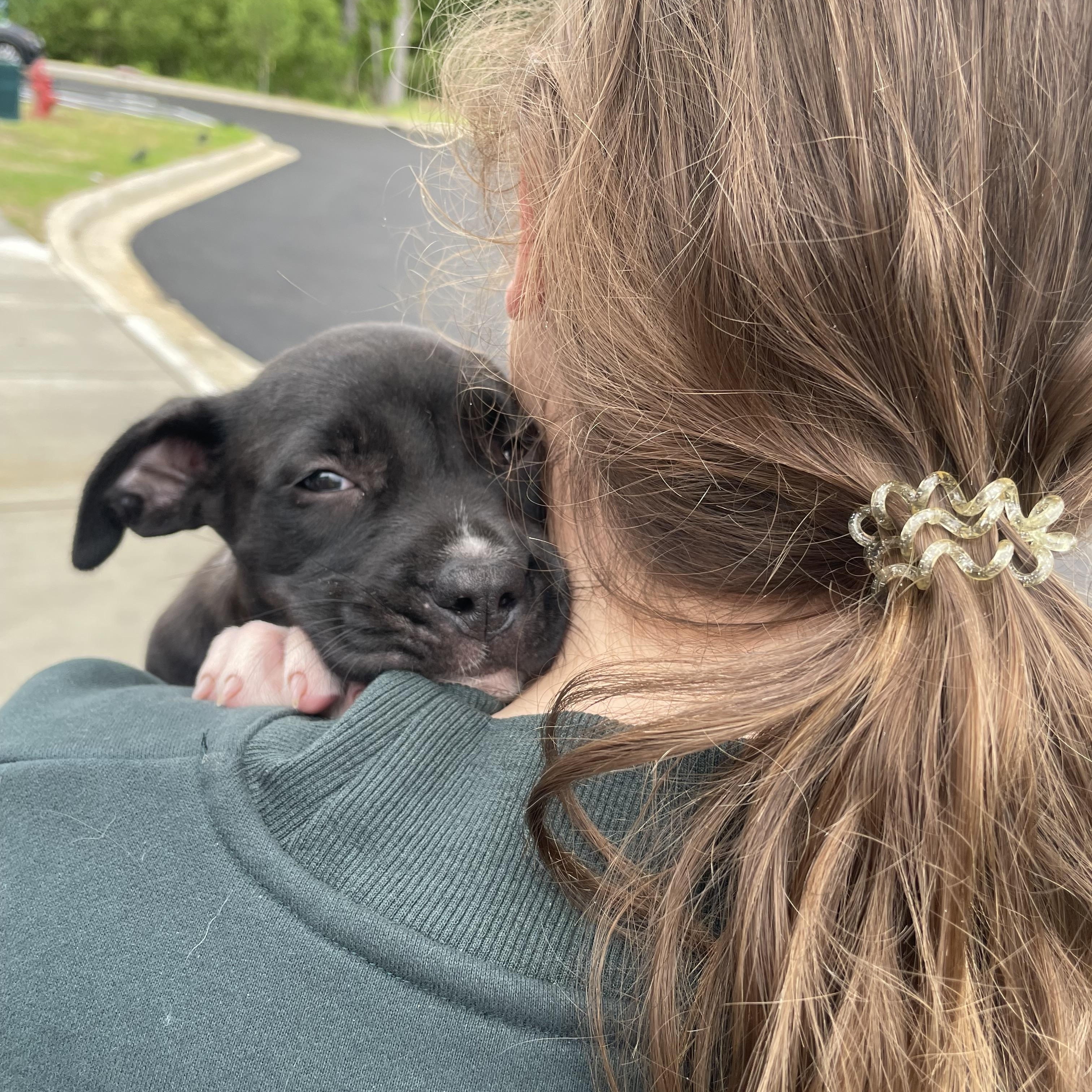 Enlarge Alana , an adopted Mixed Breed in Southaven , MS image 4/6