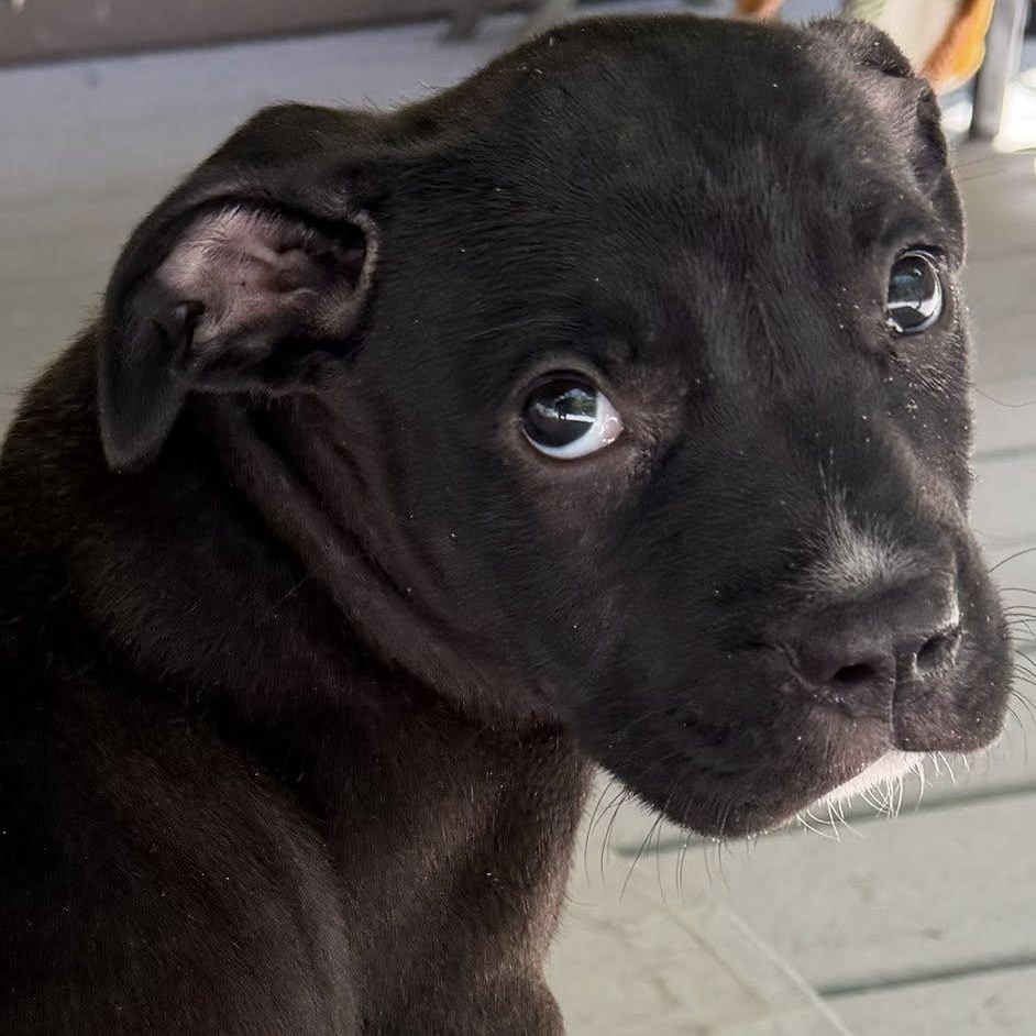 Enlarge Alana , an adopted Mixed Breed in Southaven , MS image 6/6