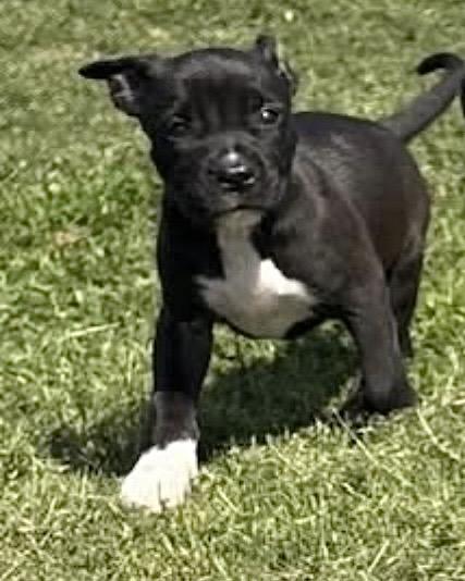 Enlarge Alana , an adopted Mixed Breed in Southaven , MS image 2/6