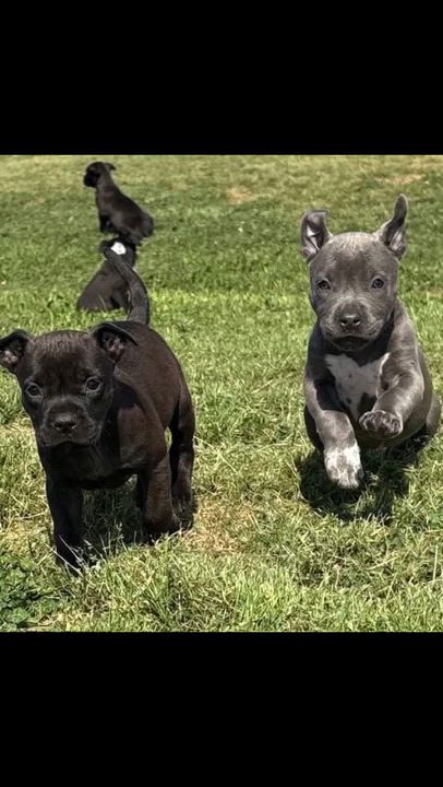 Enlarge Alana , an adopted Mixed Breed in Southaven , MS video 3/6