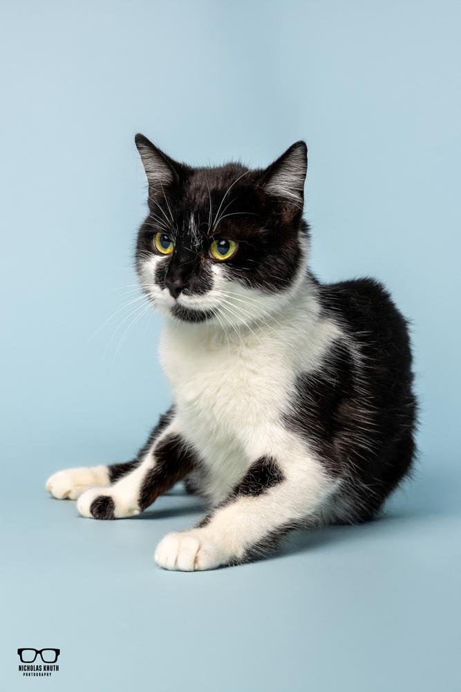 Lisa Marie, a Adoptable Domestic Short Hair in Palatine, IL image 1/4