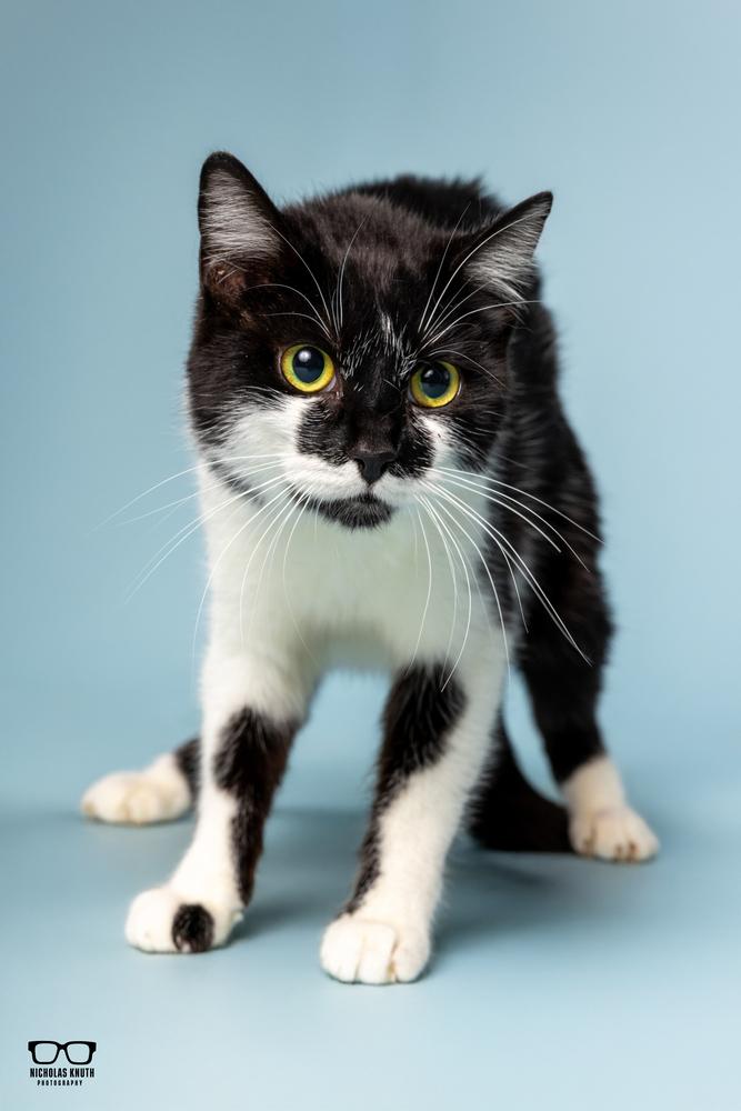 Lisa Marie, a Adoptable Domestic Short Hair in Palatine, IL image 2/4