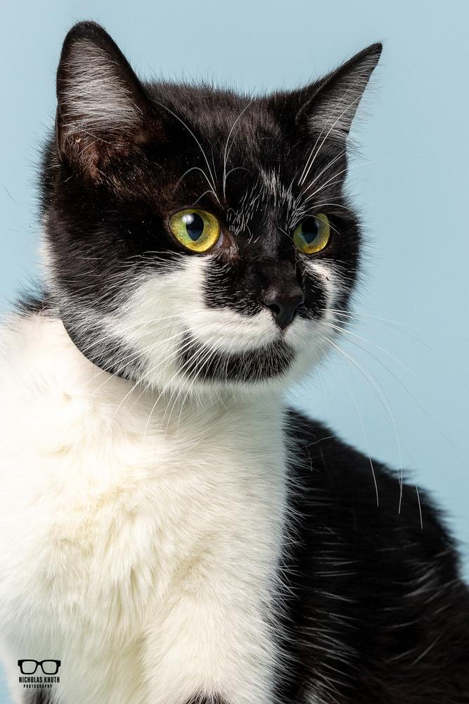 Lisa Marie, a Adoptable Domestic Short Hair in Palatine, IL image 3/4