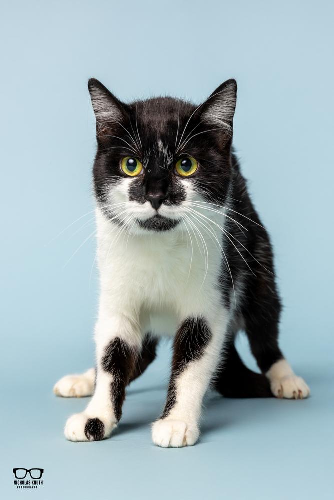 Lisa Marie, a Adoptable Domestic Short Hair in Palatine, IL image 4/4