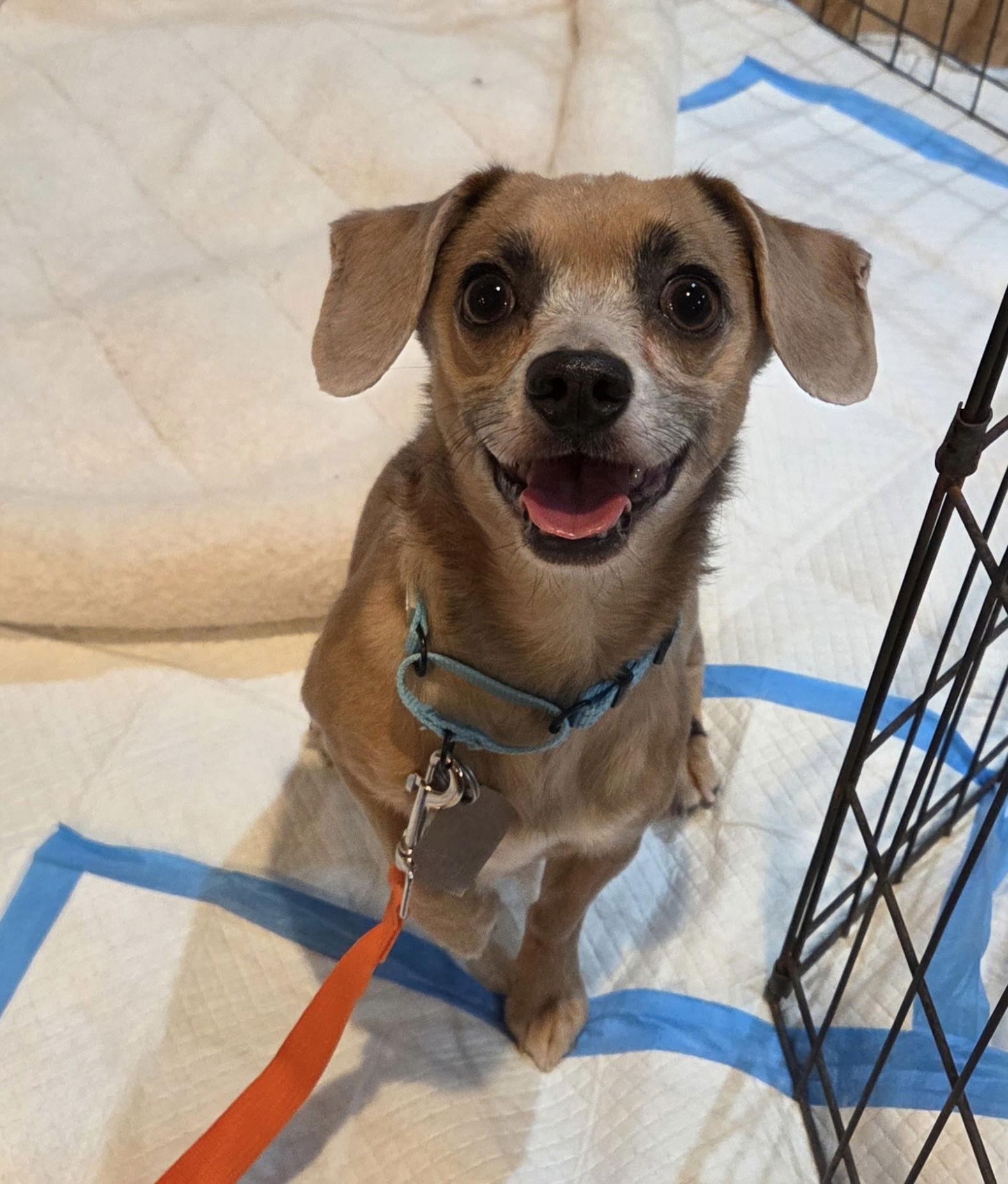 Abhi nka Indy, Adopted, Adult Male Dachshund & Chihuahua.