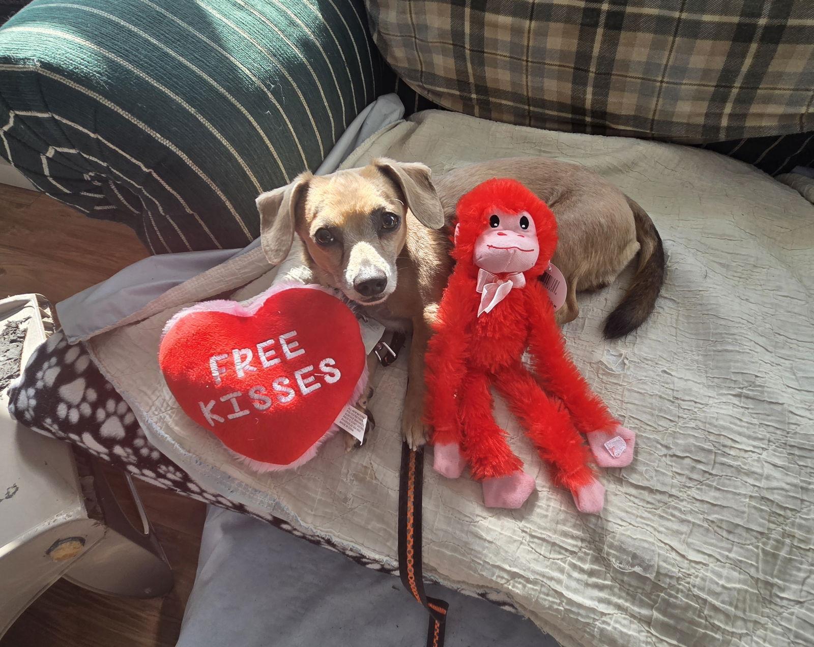 Enlarge Abhi nka Indy, a Adopted mixed breed in Oakhurst, NJ image 2/3