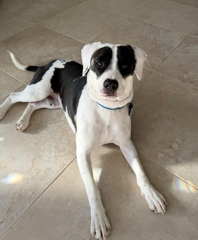 Echo, Adoptable, Puppy Male Pit Bull Terrier & Beagle.