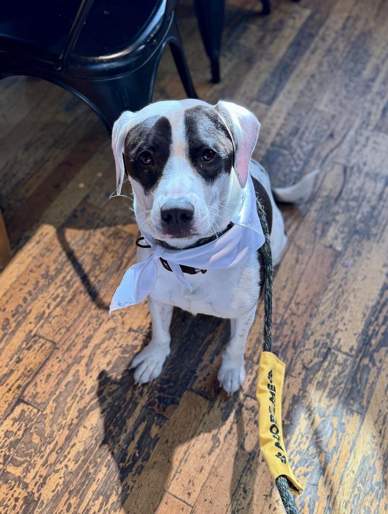 Enlarge Echo, a Adoptable mixed breed in Greenlawn, NY image 2/6