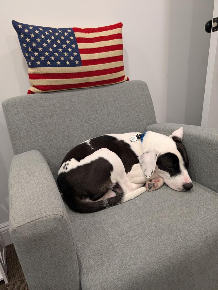 Enlarge Echo, a Adoptable mixed breed in Greenlawn, NY image 2/6