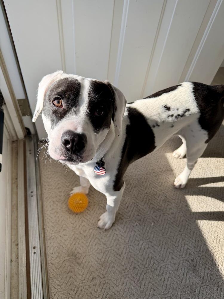 Enlarge Echo, a Adoptable mixed breed in Greenlawn, NY image 3/6