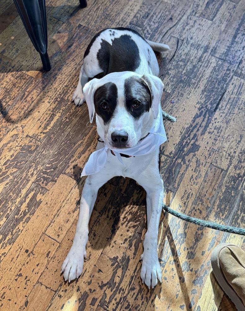 Enlarge Echo, a Adoptable mixed breed in Greenlawn, NY image 4/6