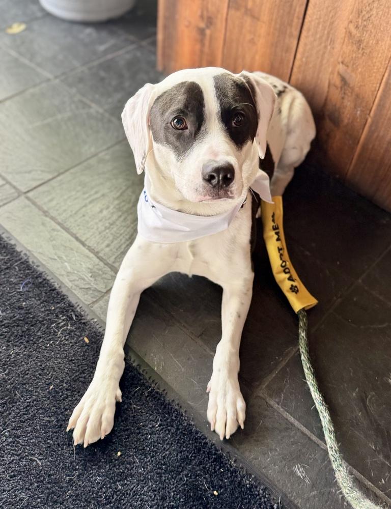 Enlarge Echo, a Adoptable mixed breed in Greenlawn, NY image 5/6