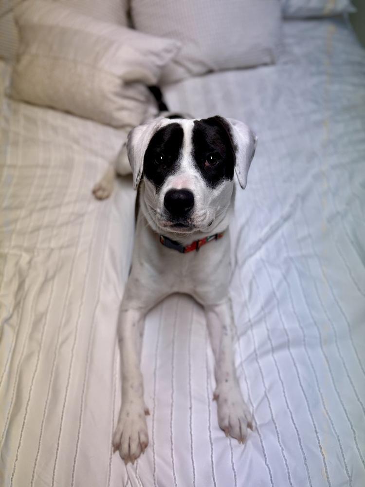 Enlarge Echo, a Adoptable mixed breed in Greenlawn, NY image 2/6