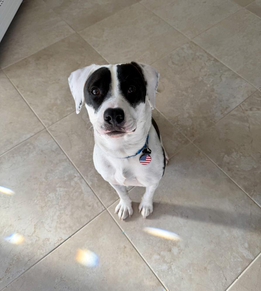 Enlarge Echo, a Adoptable mixed breed in Greenlawn, NY image 5/6